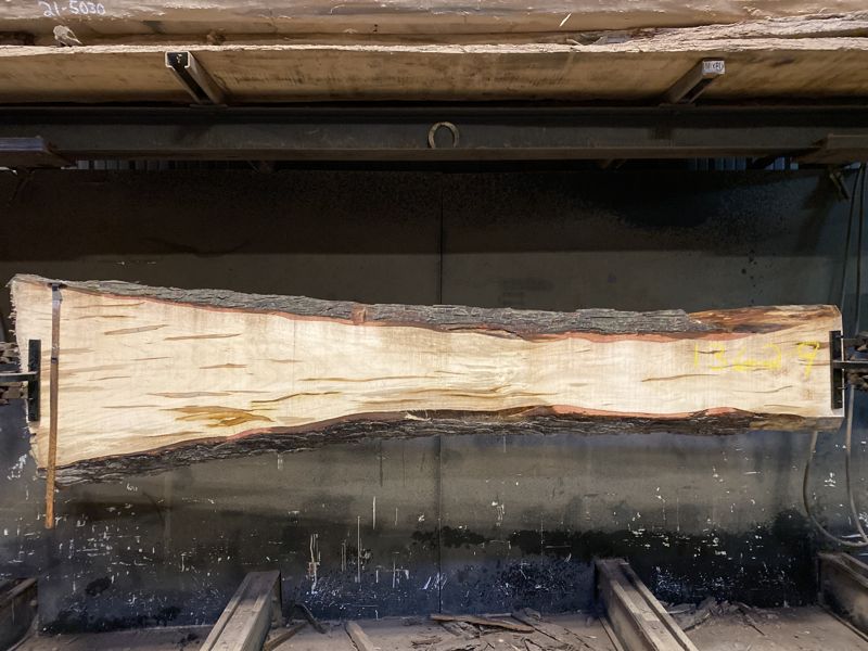Ambrosia Maple slab 1362-9 rough size 2.5″ x 9-26″ avg. 13″ x 10′ $475