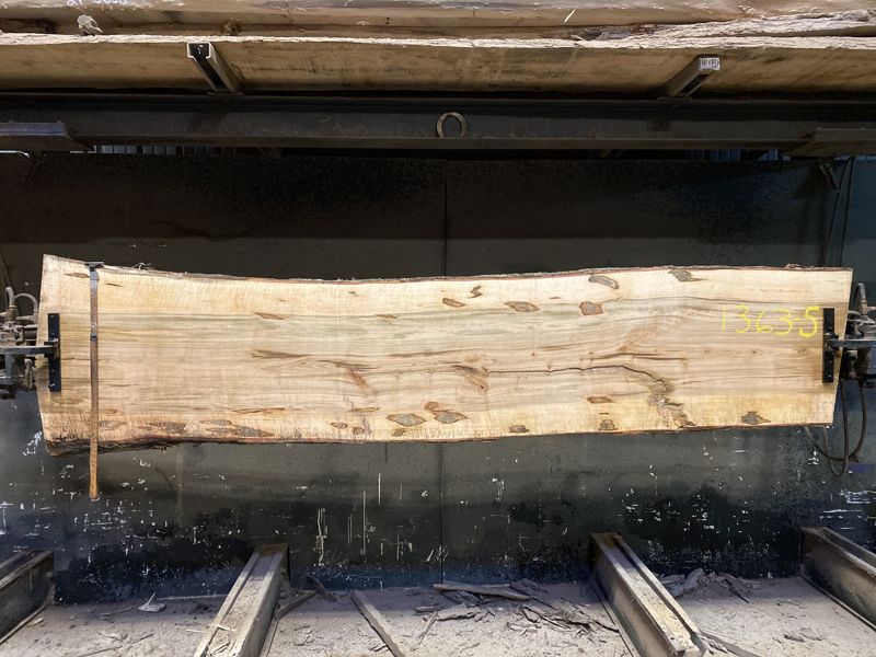 Ambrosia Maple Slab 1363-5 rough size 2″ x 24-27″ avg. 25″ x 10′ $550 price reduced due to edge damage