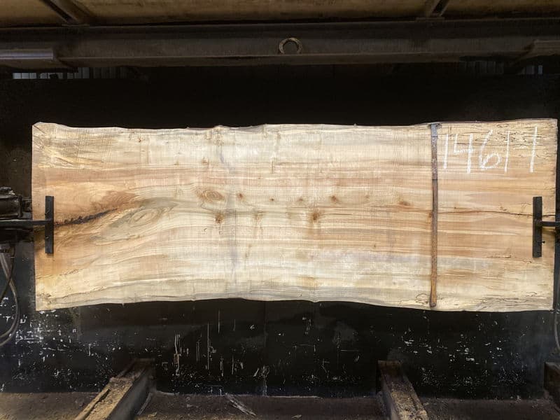 spalted maple slab 1461-1 rough size 2.5″ x 35-38″ avg. 37″ x 8′ $1200 