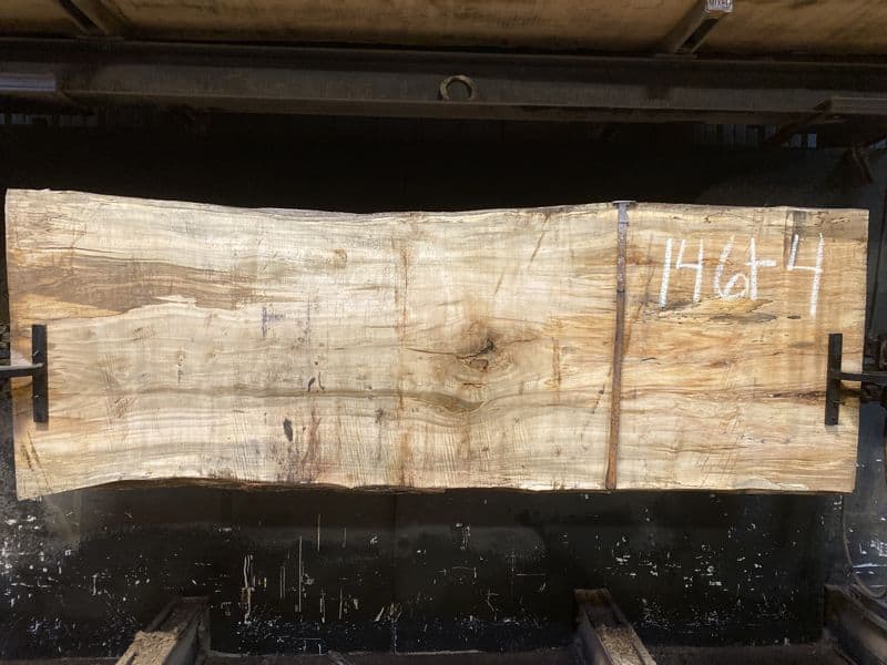 spalted maple slab 1461-4 rough size 2.5″ x 34-37″ avg. 36″ x 8′ $1175
