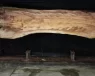 spalted-maple-1024-04-original-Wood-Vendors-Site-wood-vendors